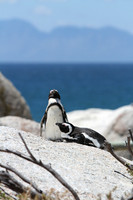 Penguins