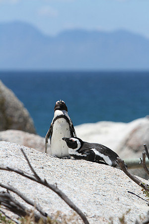 Penguins