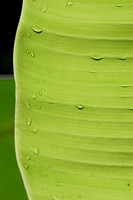 Banana Leaf