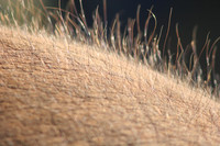 Elephant Hair