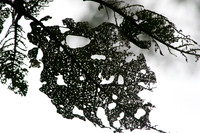 Overexposed Leaf