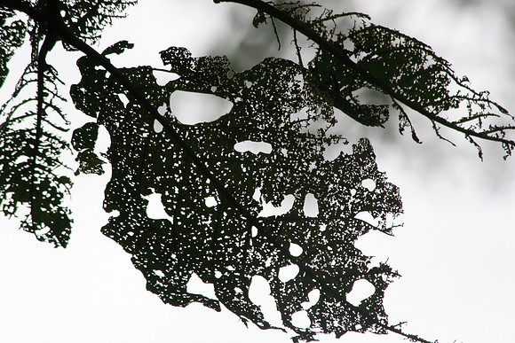Overexposed Leaf