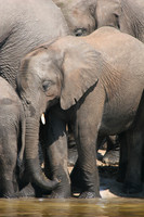 baby elephant