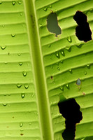 Weathered Banana Leaf