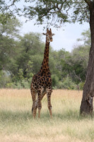 Giraffe