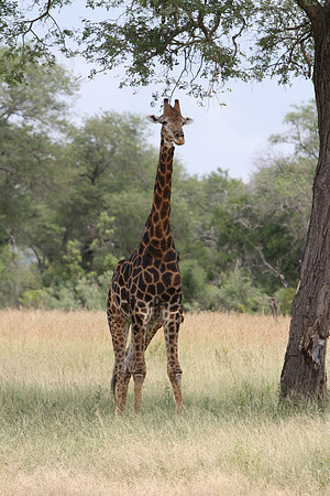 Giraffe